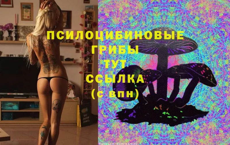 Галлюциногенные грибы Cubensis  где можно купить   Донской 